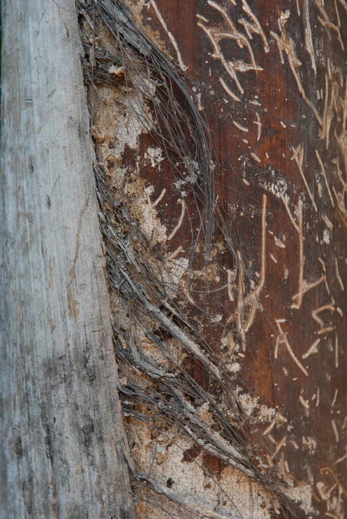 jaggery palm
