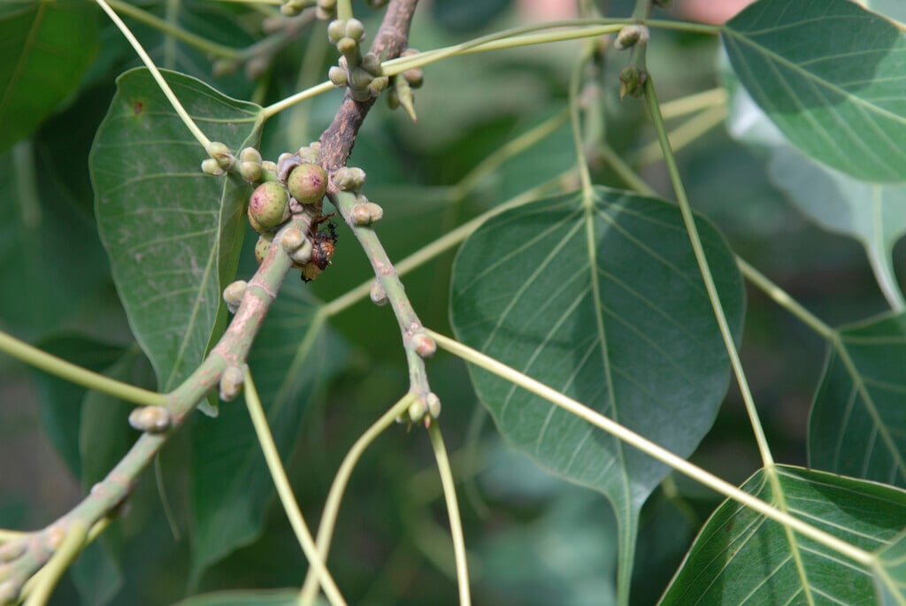 sacred fig tree