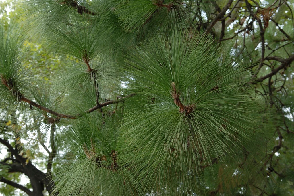 slash pine