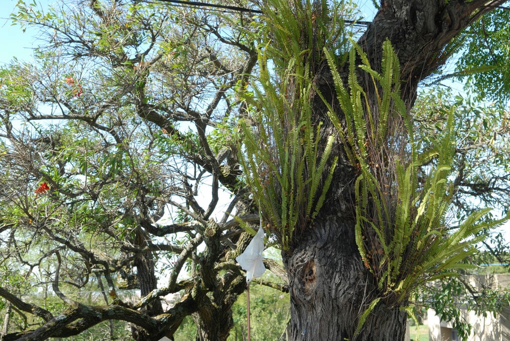 erect sword fern