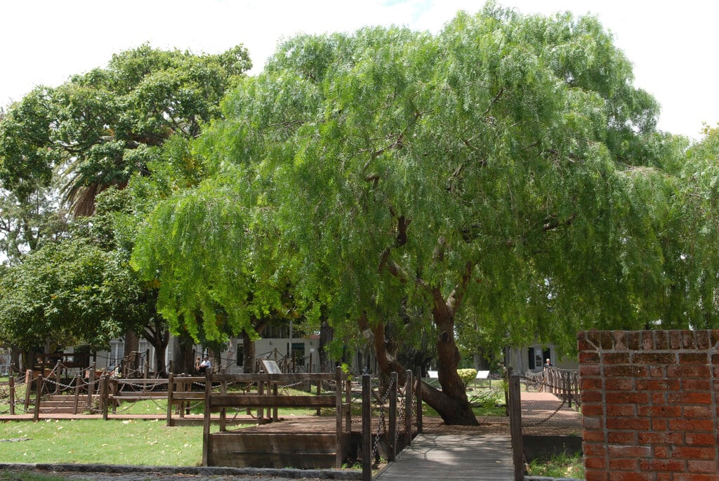 Peruvian pepper tree