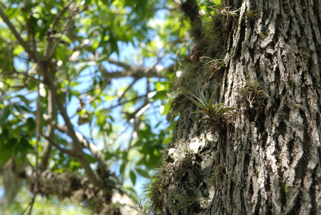 ball moss