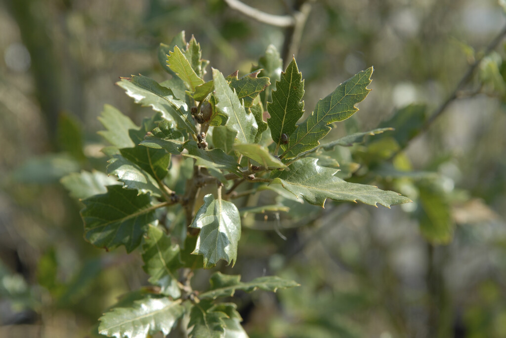 Fulham oak