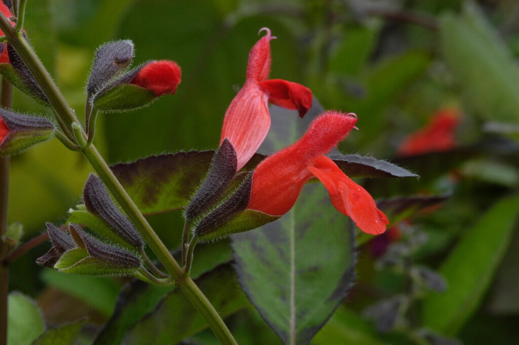 <i>Salvia</i> <i>blepharophylla</i> 'Painted Lady'