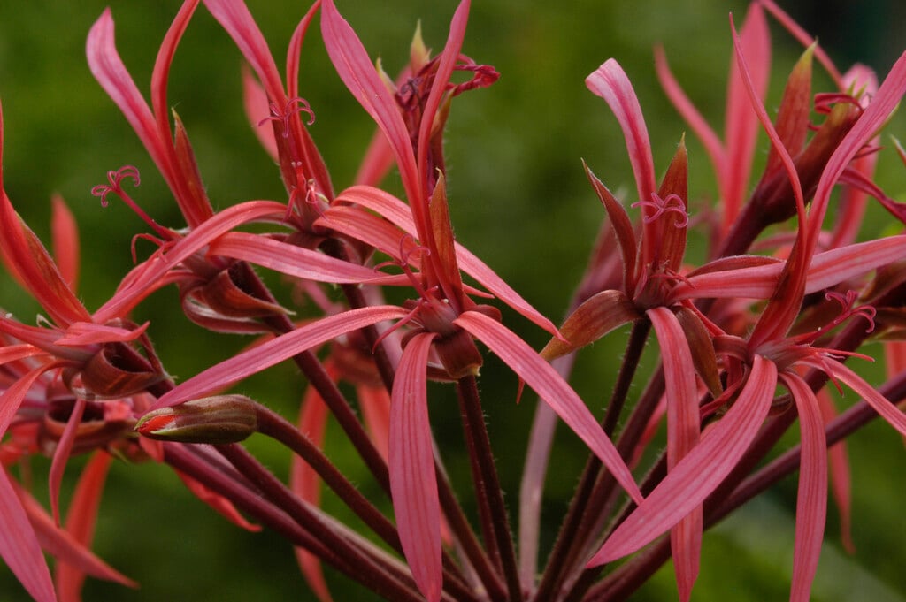 <i>Pelargonium</i> <i>stenopetalum</i>