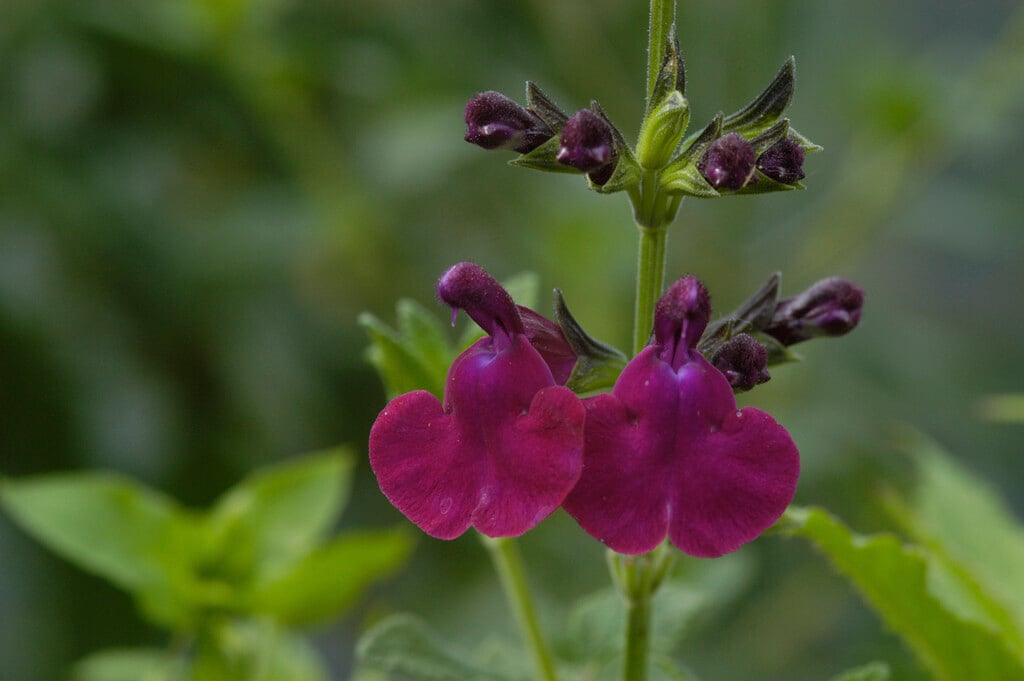 <i>Salvia</i> <i>microphylla</i> 'Maroon'