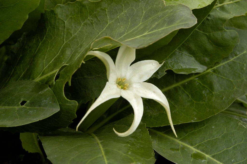 <i>Jaborosa</i> <i>integrifolia</i>
