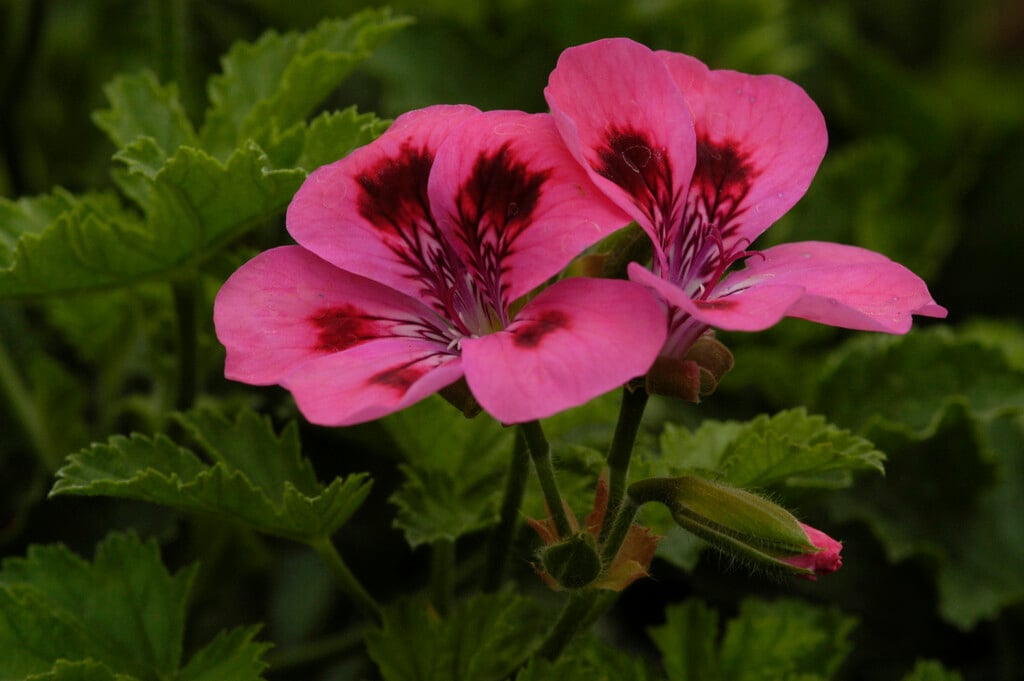 geranium 'Welling'