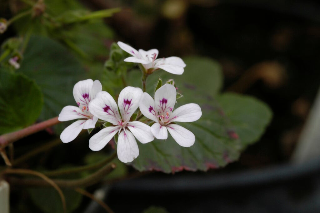 <em>Pelargonium</em> <em>australe</em>