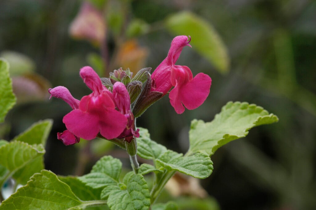 <i>Salvia</i> <i>microphylla</i> 'San Carlos Festival'