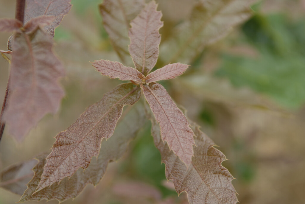 oak 'Maya'