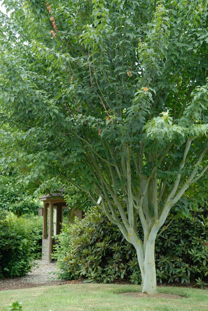 Père David's maple 'Purple Bark'