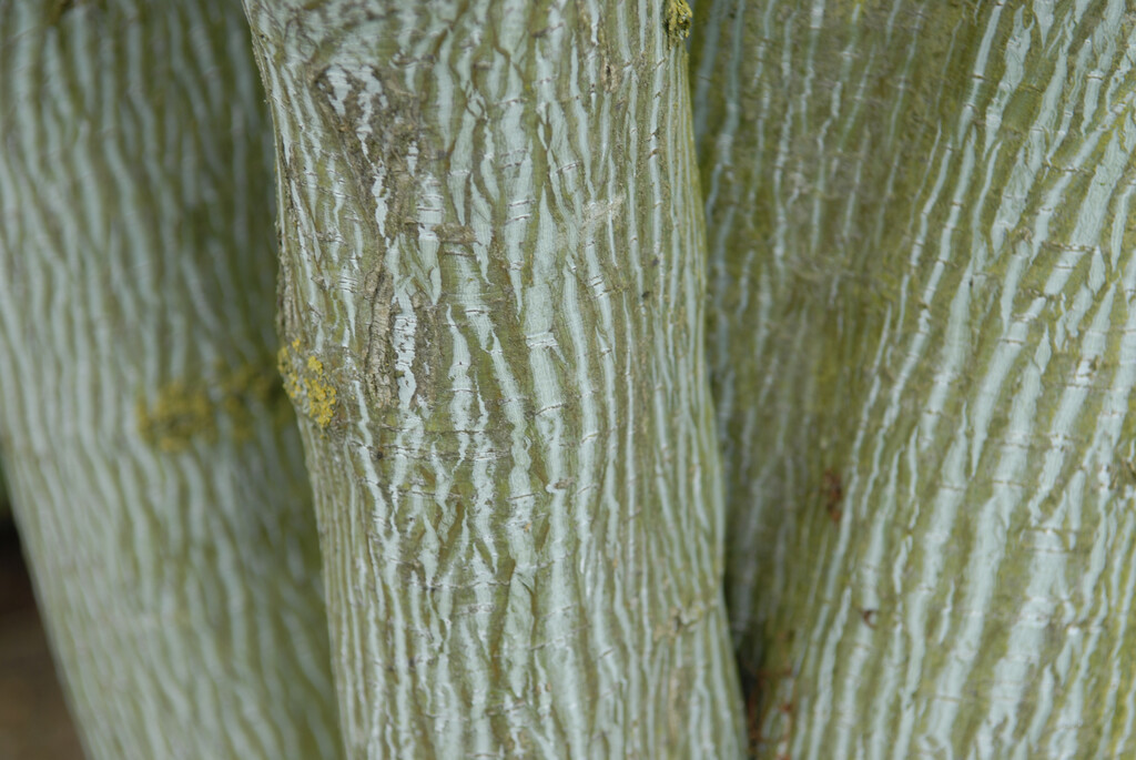 Père David's maple 'Purple Bark'