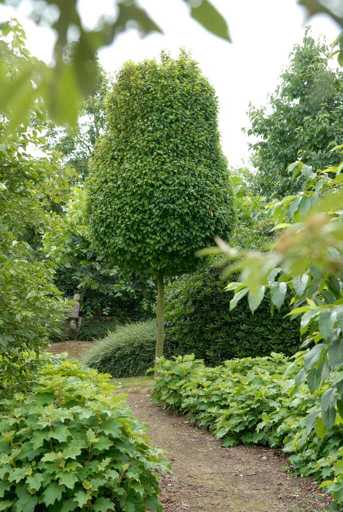 hornbeam 'Columnaris Nana'