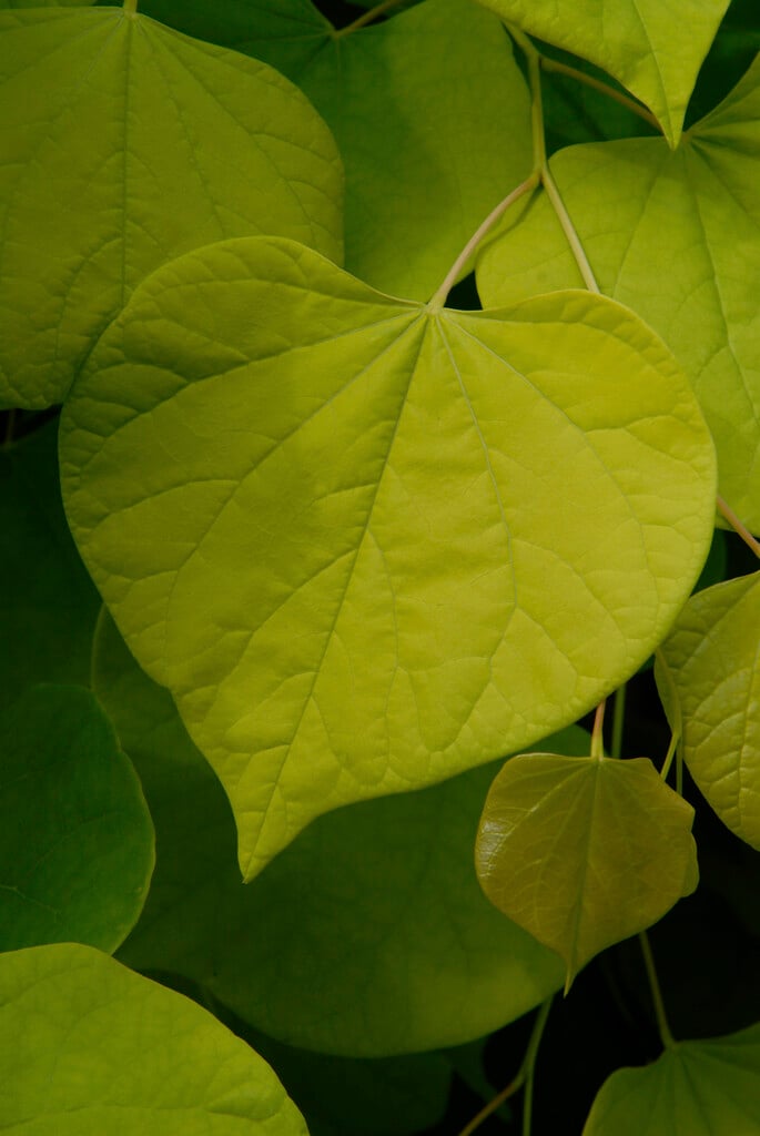 eastern redbud 'Hearts of Gold'