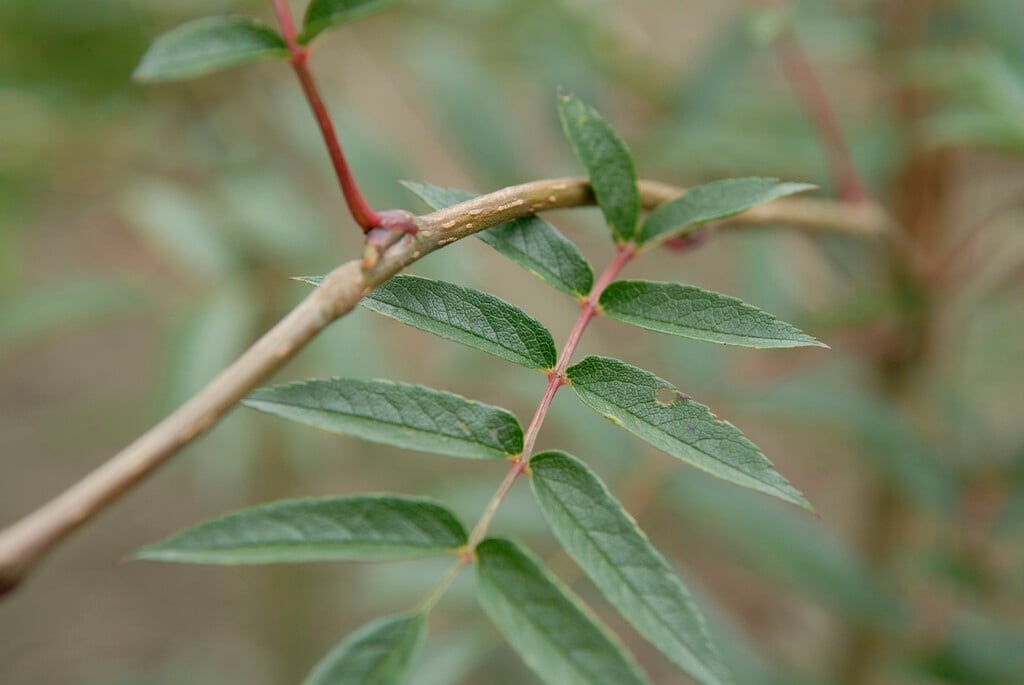 <i>Sorbus</i> <i>commixta</i> 'Carmencita'