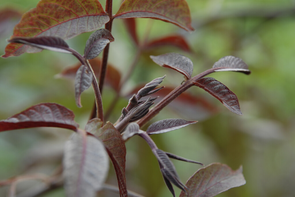 <em>Juglans</em> <em>regia</em> 'Purpurea'