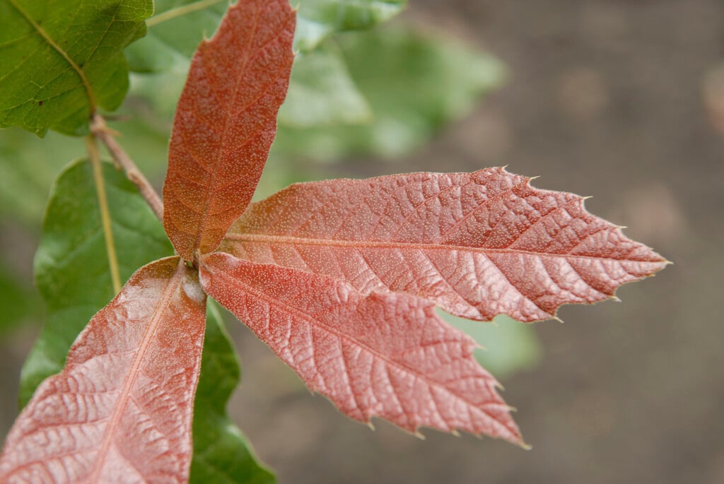 oak 'Maya'