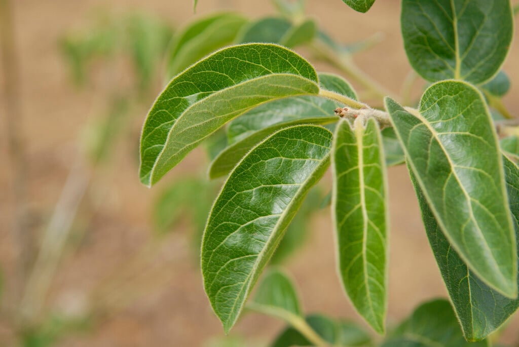 <i>Diospyros</i> <i>virginiana</i> 'Meader' (F)