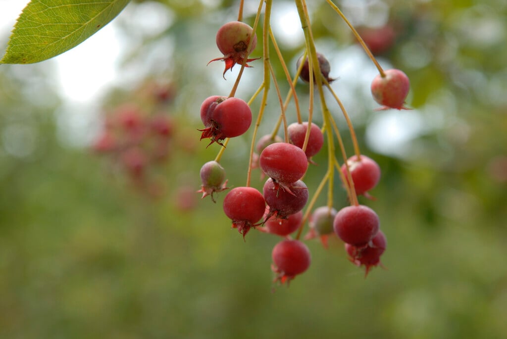 serviceberry 'Ballerina'