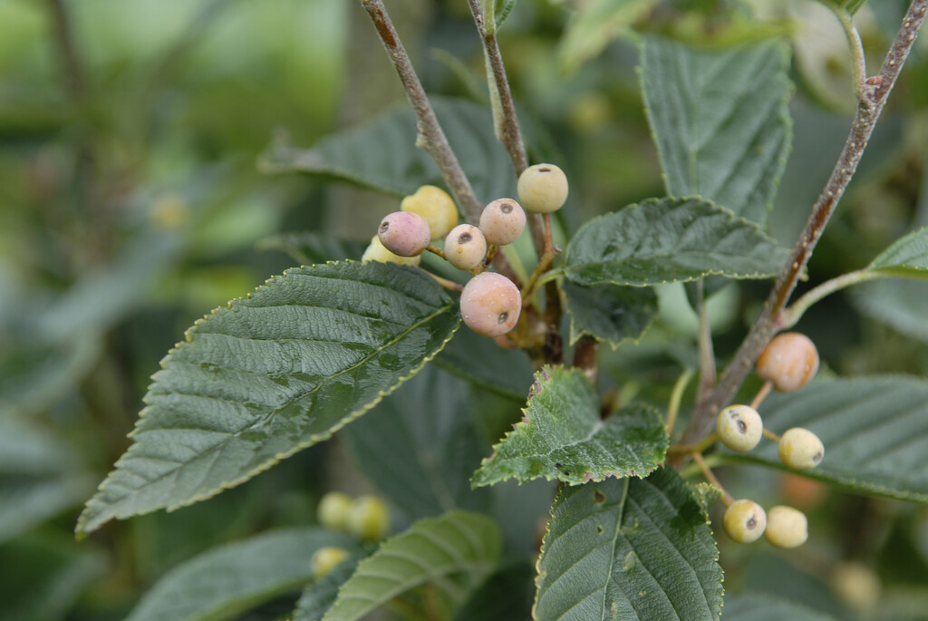 Korean mountain ash 'Red Bird'