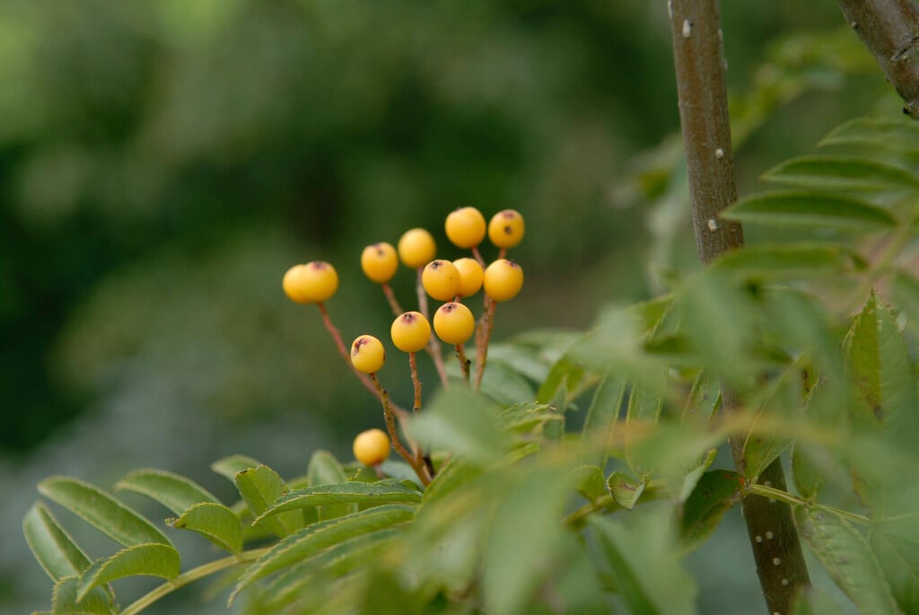 mountain ash [Autumn Spire]