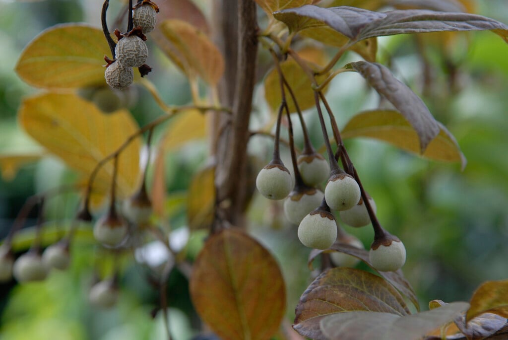 styrax japonicus purple dress Styrax japonicus 'Purple Dress'