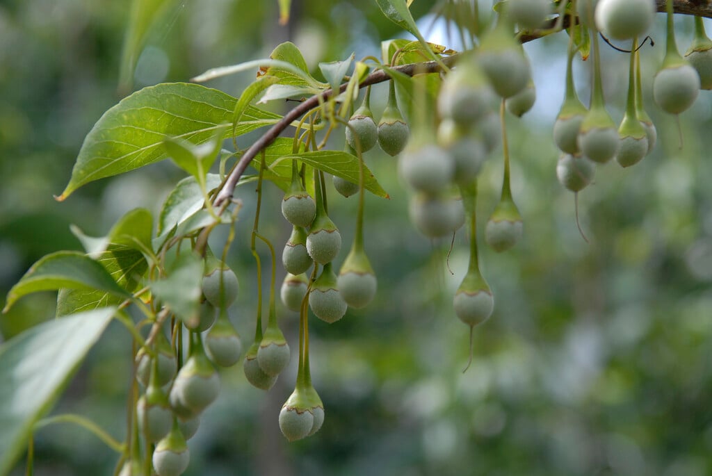 Japanese snowbell 'Pendulus'