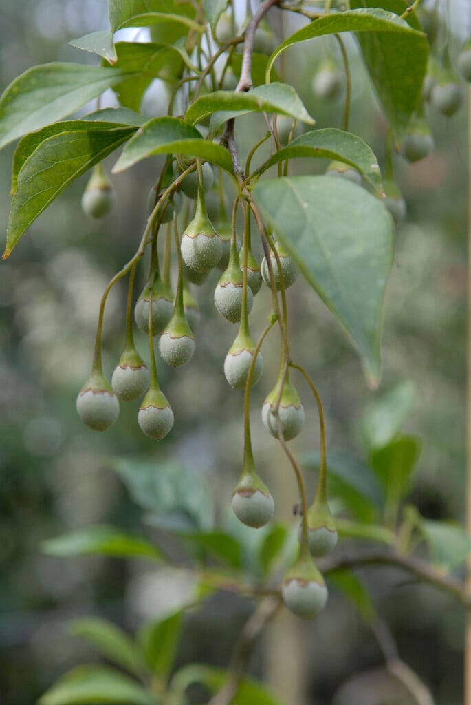 Japanese snowbell 'Pendulus'
