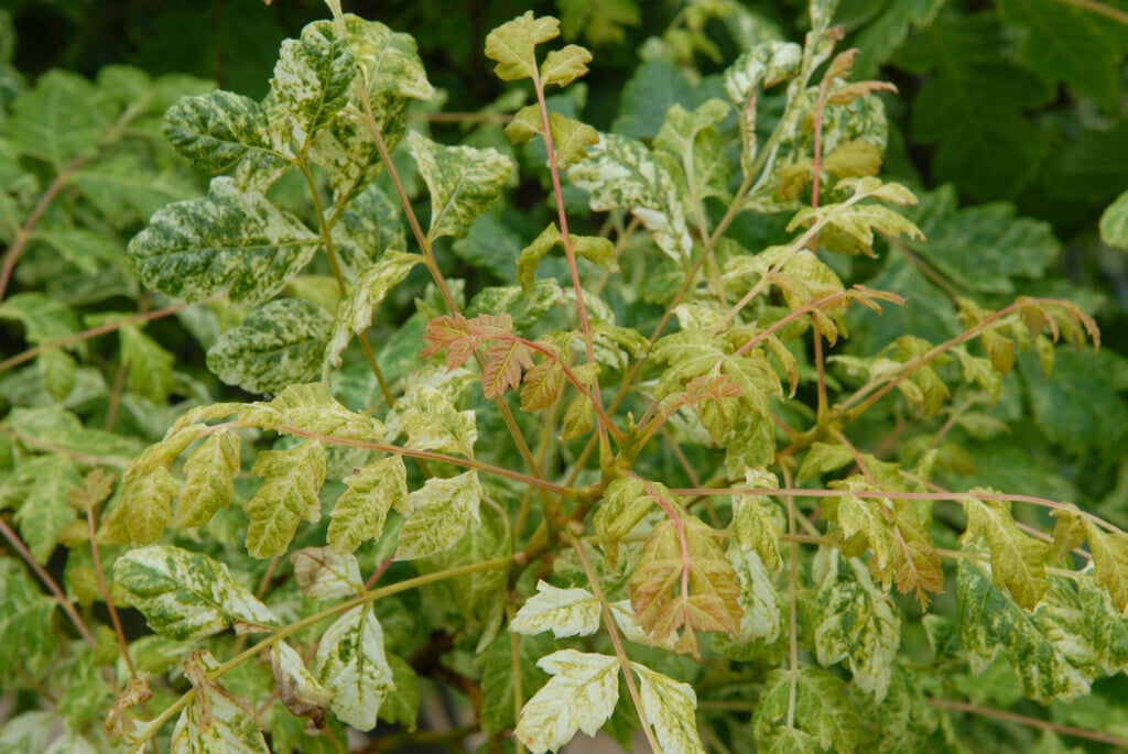 <i>Koelreuteria</i> <i>paniculata</i> 'Variegata'
