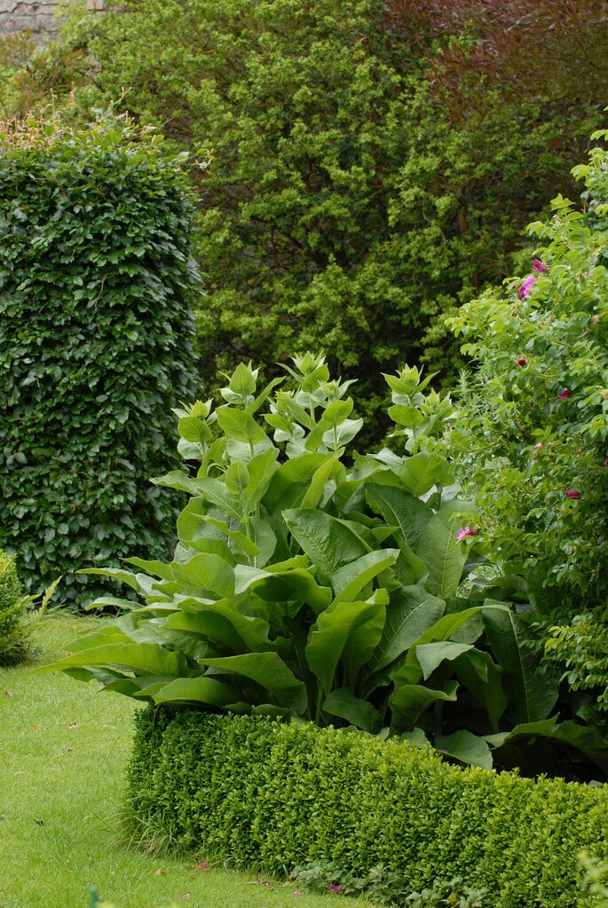 <i>Inula</i> <i>helenium</i> 'Goliath'