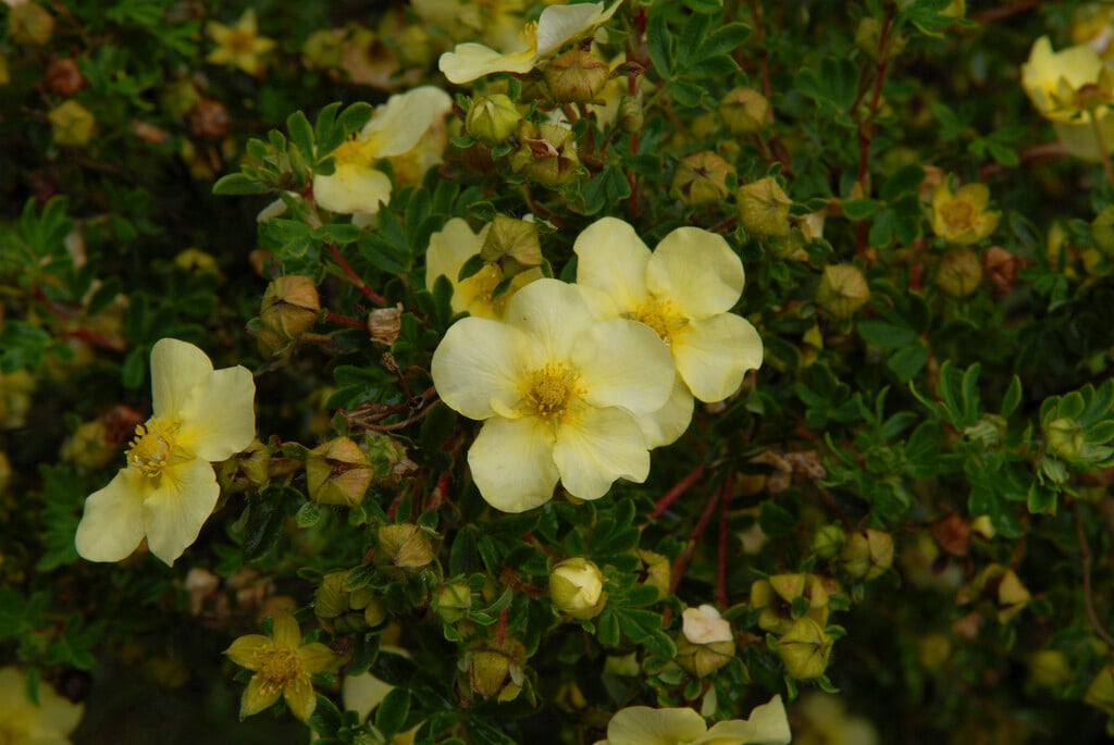 <i>Potentilla</i> <i>fruticosa</i> 'William Purdom'