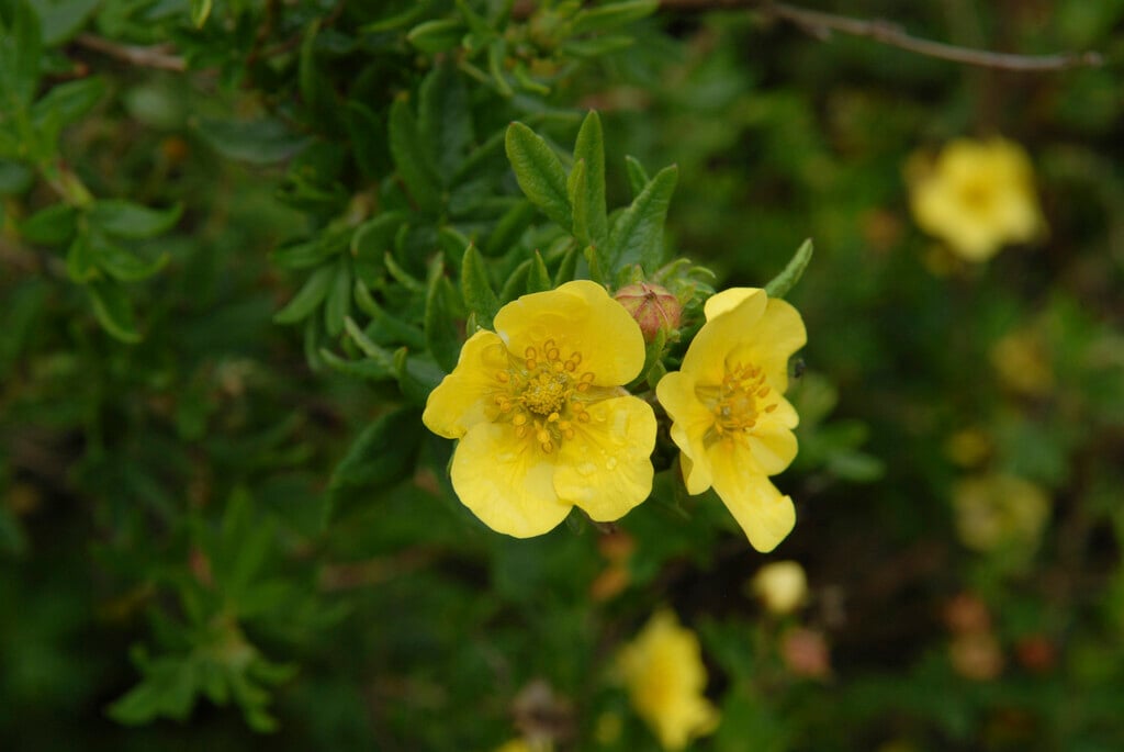 <i>Potentilla</i> <i>fruticosa</i> 'Friedrichsenii'