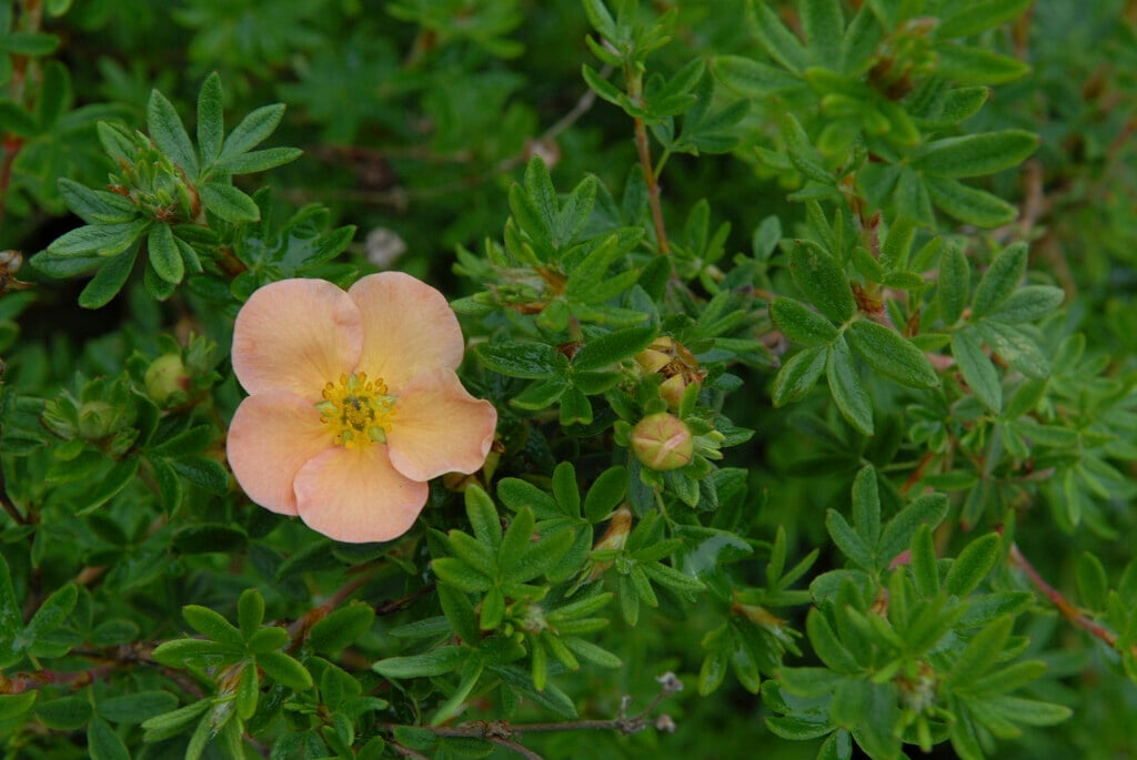 <i>Potentilla</i> <i>fruticosa</i> 'Apricot Whisper'