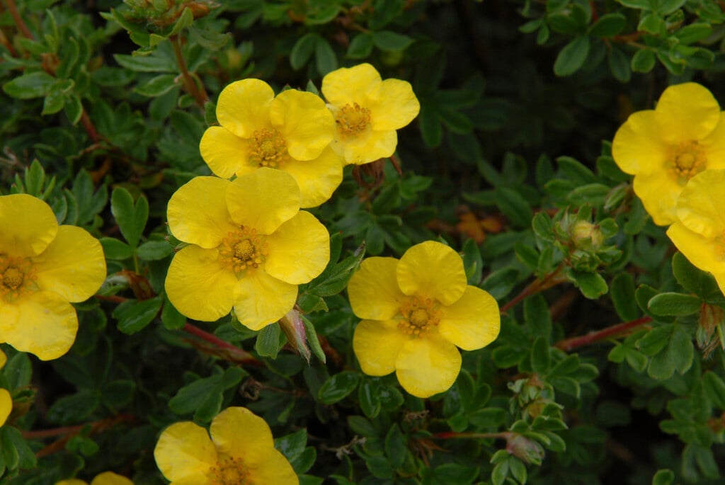 shrubby cinquefoil 'Goscote'