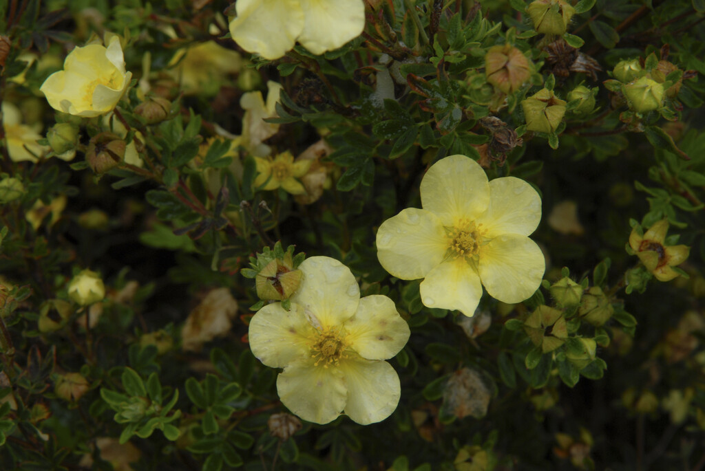 <i>Potentilla</i> <i>fruticosa</i> 'William Purdom'