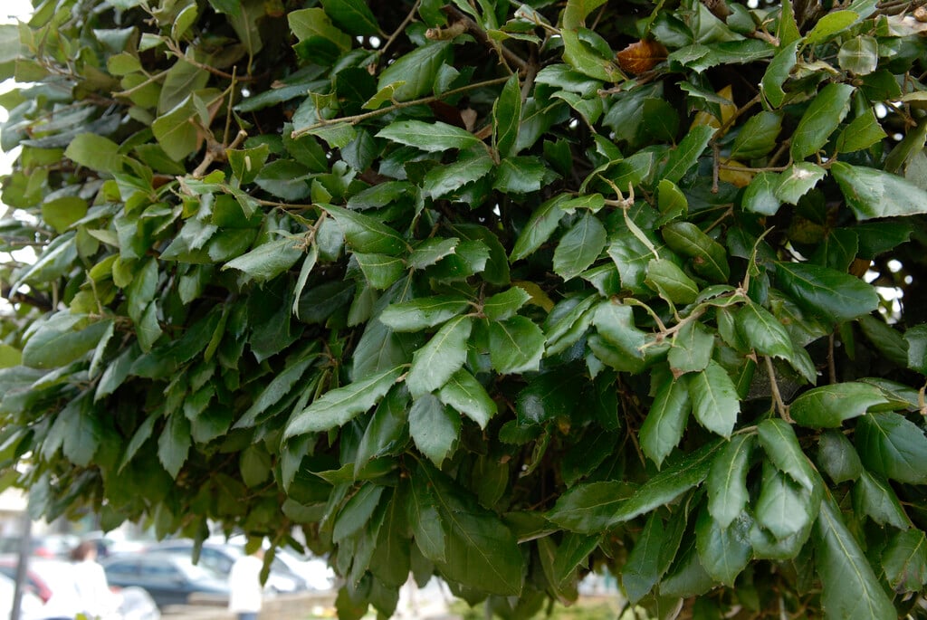 holm oak