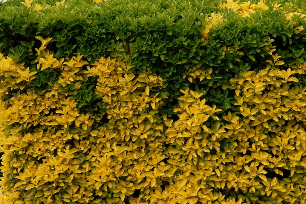 <i>Euonymus</i> <i>fortunei</i> 'Gaiety Gold'
