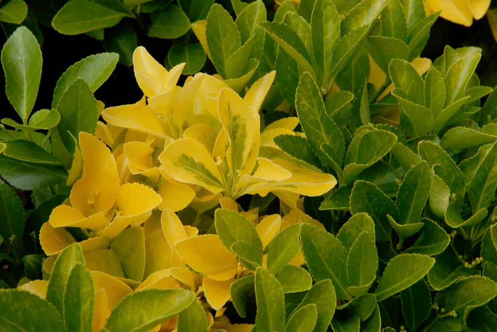 <i>Euonymus</i> <i>fortunei</i> 'Gaiety Gold'