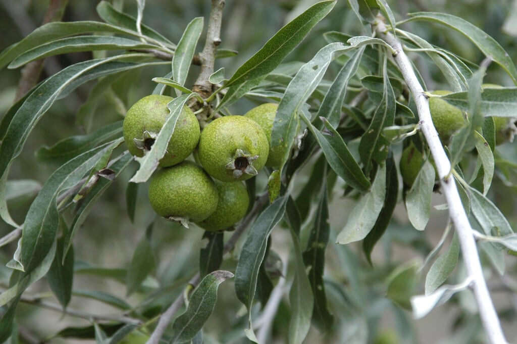 pendulous willow-leaved pear