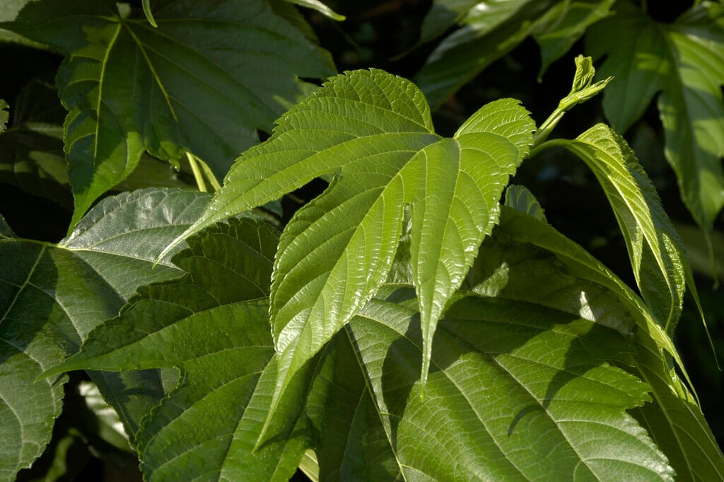 white mulberry 'Macrophylla'