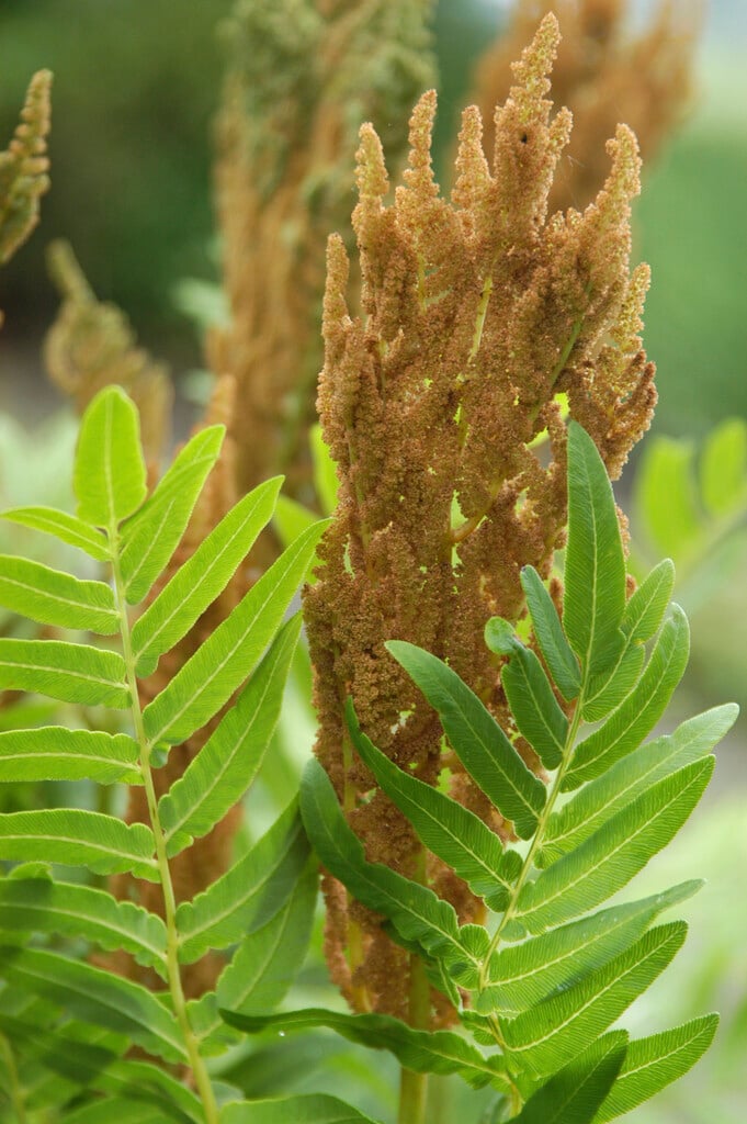 royal fern
