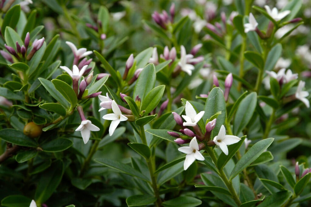 Tangut daphne