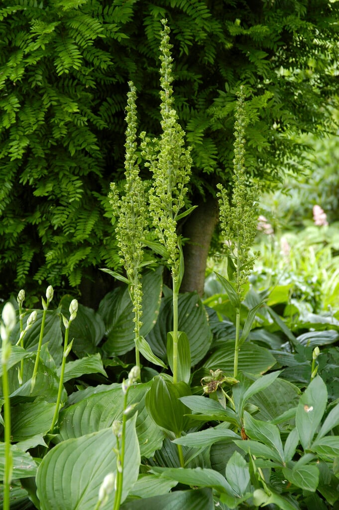 green false helleborine