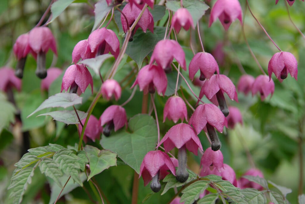 purple bell vine