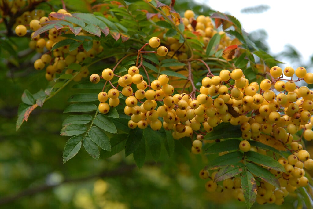 mountain ash 'Joseph Rock'