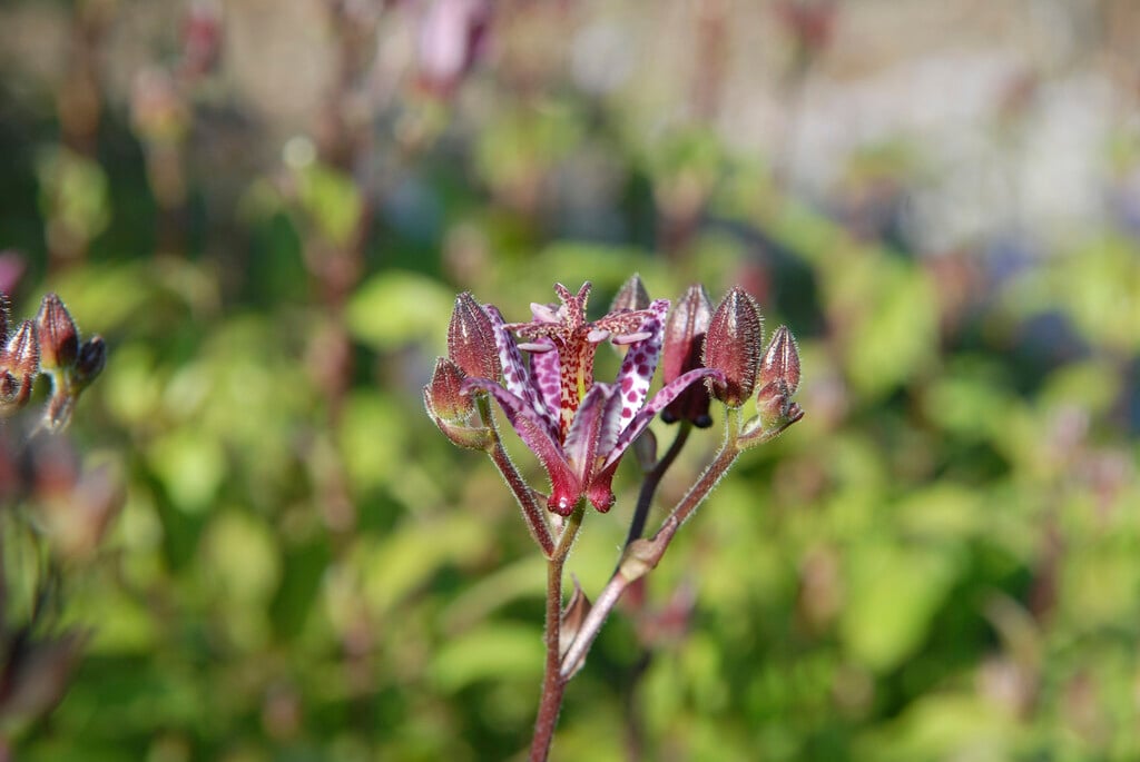 large-stalked toad lily