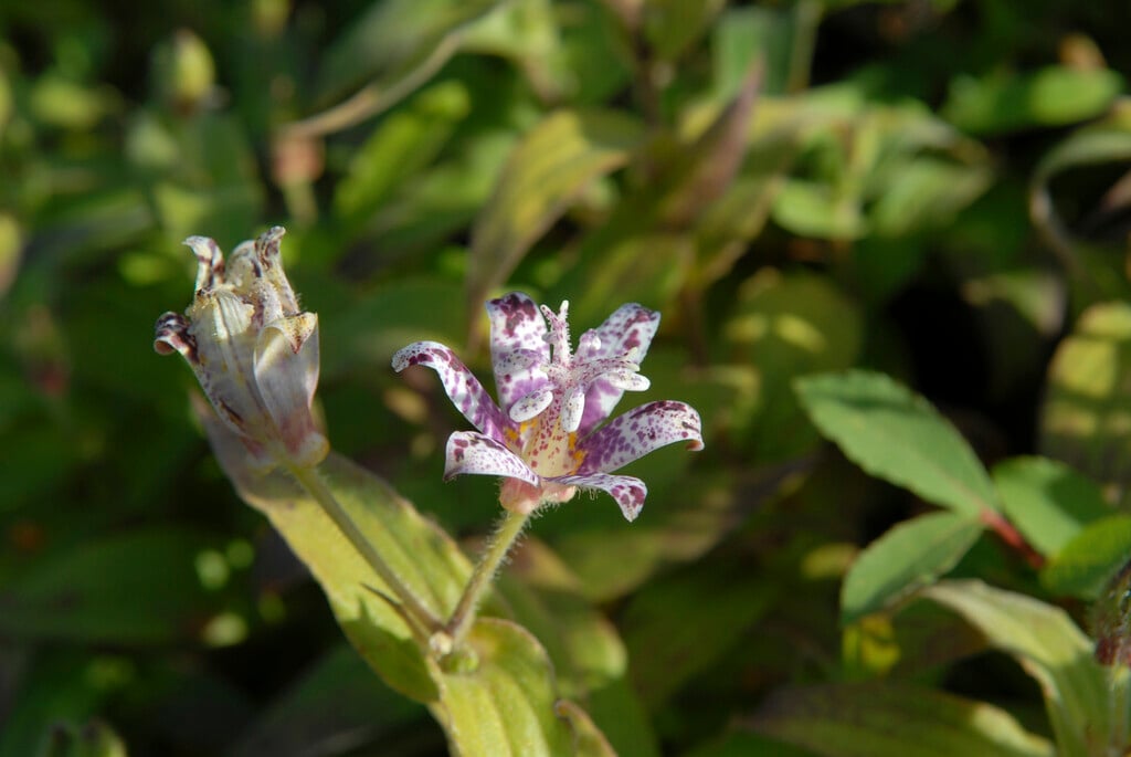Japanese toad lily 'Miyazaki'