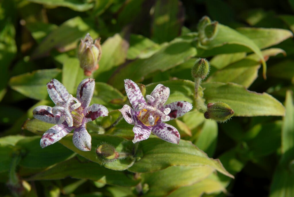Japanese toad lily 'Miyazaki'