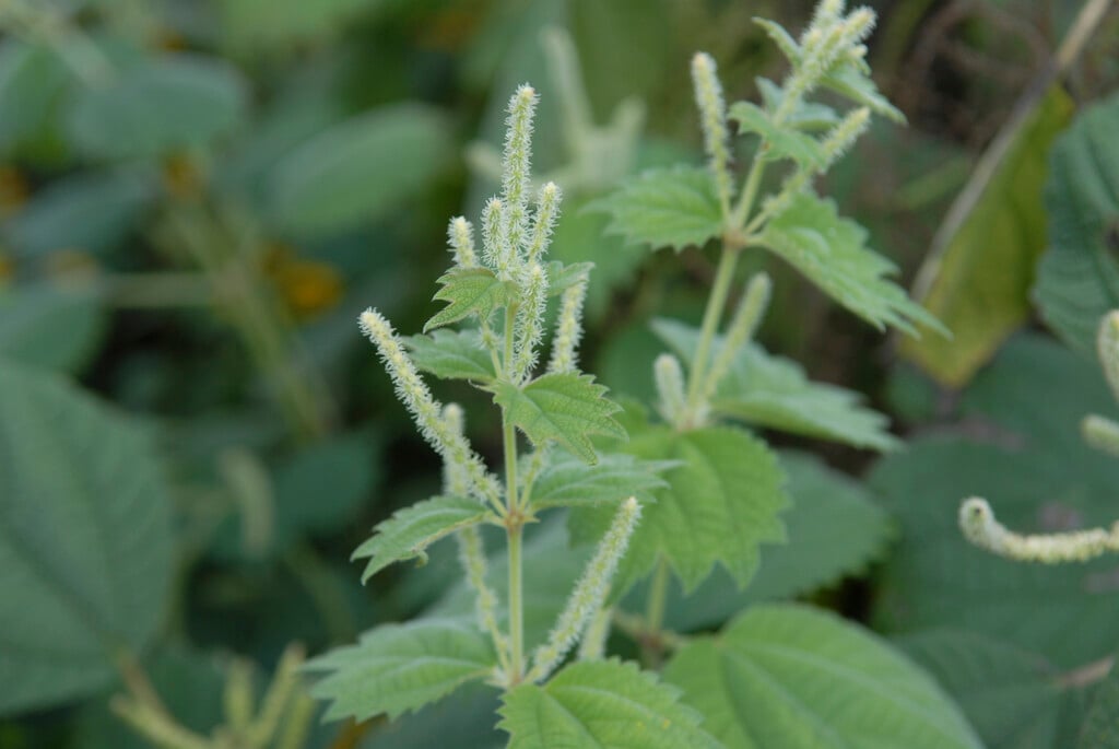 sycamore-leaf false nettle